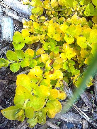 Golden Creeping Jenny Plants 1