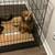 Male Toy poodle puppy for sale 5 thumbnail