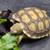 Baby Sulcata Tortoise 2 thumbnail