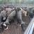 Bred cows 19 thumbnail