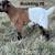 Nigerian Dwarf Bucklings For Sale in Kerrville - (Dairy Goats) 15 thumbnail