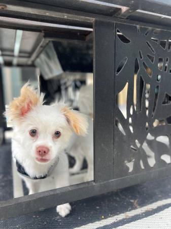 1 year old Pom-Chi In need of rehoming (Chula Vista)64038278774275123