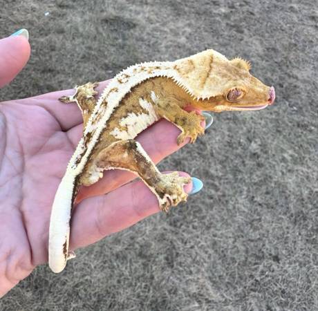Crested Geckos (Mansfield)564212863735572482