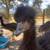 Proven pair of Emus ( 3 yrs old) 2 thumbnail