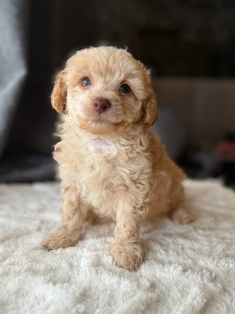 Toy Poodle Puppies (Dothan)63611946149761122
