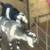 EXOTIC MINIATURE NUBIAN MOON SPOTTED  BREEDING BUCK 5 thumbnail