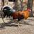 Gallos Gamefowl 1 thumbnail
