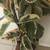 Variegated rubber plant in a pretty red glazed pot 4 thumbnail