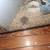 Russian Dwarf hamsters 2 thumbnail