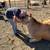 A2A2 *bred* registered Jersey heifer 11 thumbnail