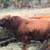 Red Dexter Bull 3 thumbnail