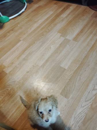 Cachorro Maltipoo (LAS CRUCES)63622265566595122