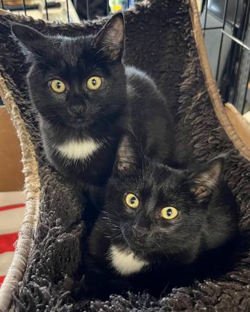 Cat  & Kitten Adoption Fair, San Mateo, Sunday February 8 1