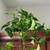 Healthy Fast Growing Pothos Plant 2 thumbnail