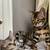 Ready NOW Two Bengal Kittens 1 thumbnail