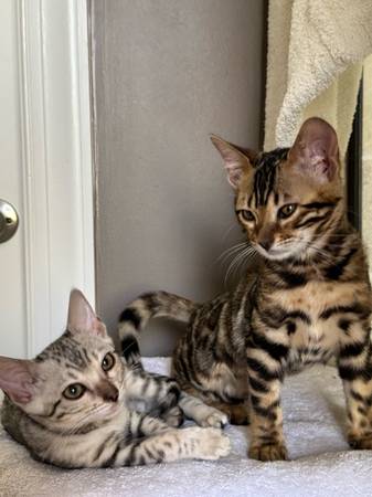 Ready NOW Two Bengal Kittens 1