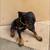 Puppy Doberman 1 thumbnail