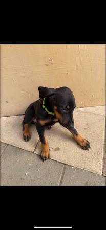 Puppy Doberman63829900179203120