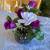 plant in CLAY pot cash only 12 thumbnail