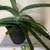 Large Aloe Vera Plant 4 thumbnail