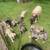 Anatolian Livestock Guardian Dogs 3 thumbnail