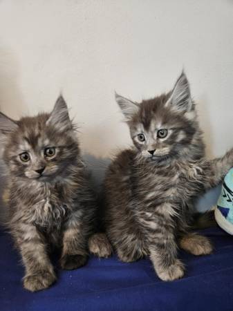 Maine coon (Cle elum)63611944544387121
