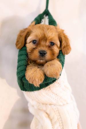 Cavapoo 1