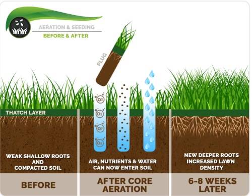 ~AERATION~ $49 (most yards) 1