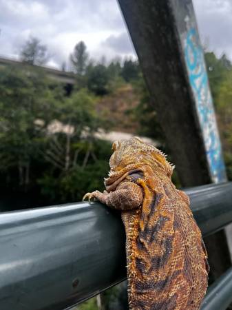 3 dragones barbudos (Auburn)63869711836417120