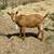 Guernsey Young Buck 4 thumbnail