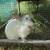 Californian livestock bunny rabbit, does-1 year old + 9 thumbnail