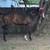 Beautiful registered thoroughbred mare w 2 thumbnail