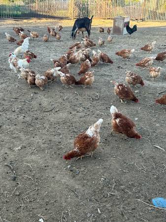 Roosters and Chickens 1