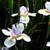 🌿 African Iris 🌸 3 thumbnail