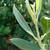 Fruitless Olive Tree 15gal ---  plants trees 5 thumbnail