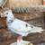 Pigeons 7 thumbnail