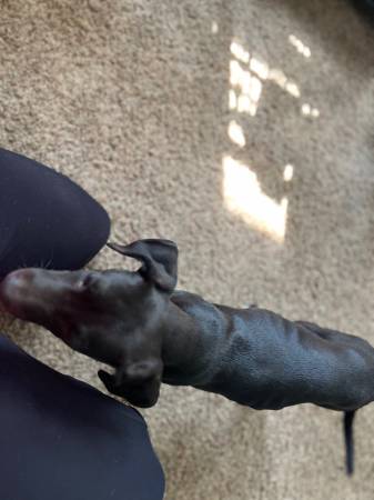 Puppies who need a home (Estherville)63678103902209123