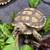 Baby Sulcata Tortoise 1 thumbnail
