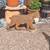 Bob cat metal sculpture statue 2 thumbnail
