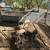 Small Feeder Pigs 5 thumbnail