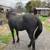 12 year old Morgan Percheron gelding 4 thumbnail