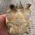 Snapping turtle 3 thumbnail