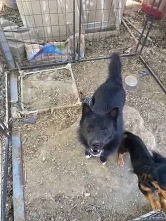 Rehoming dog (Efland)64145656933635121