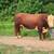 Polled Hereford Bull 1 thumbnail
