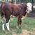 Braford Bull 13 thumbnail