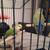 Lovebirds 3 thumbnail