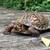 REPTILE PET STORE!!--LOOK!! 11 thumbnail
