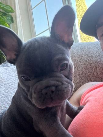 Eddie The Frenchie 1
