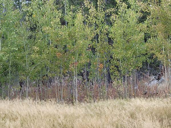 $90,000 Hunting property off grid remote 40acres (Tonasket)63894454153346122