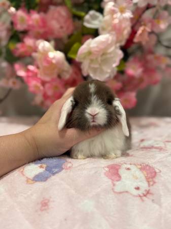 Holland lop 1